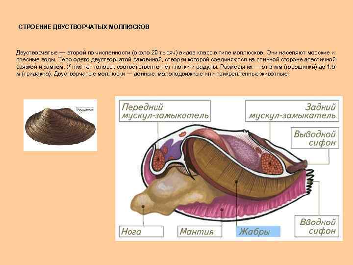 Тело двустворчатых моллюсков