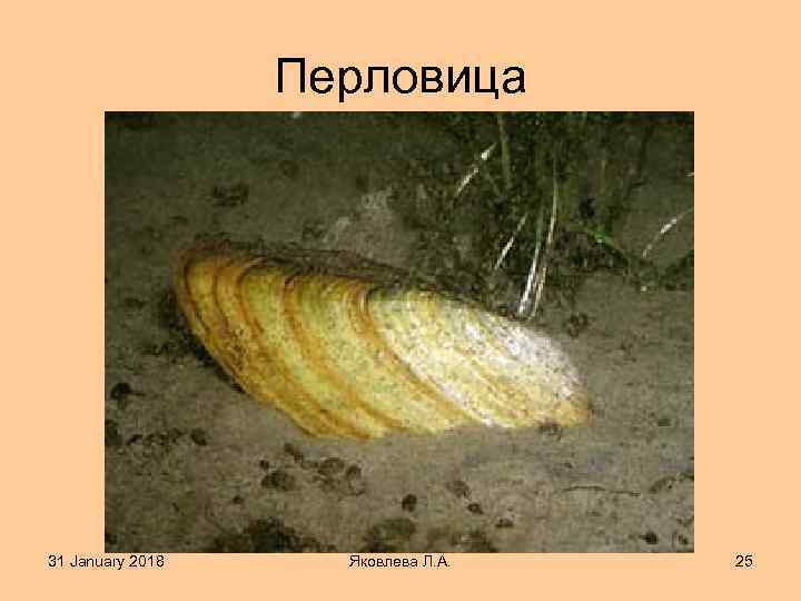 Перловица 31 January 2018 Яковлева Л. А. 25 