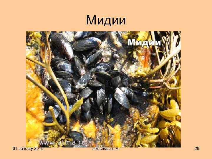 Мидии 31 January 2018 Яковлева Л. А. 29 