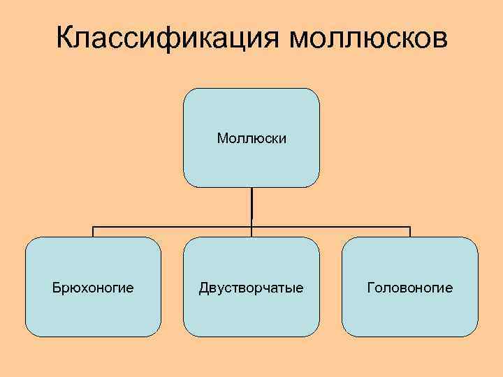 Классификация моллюсков Моллюски Брюхоногие Двустворчатые Головоногие 