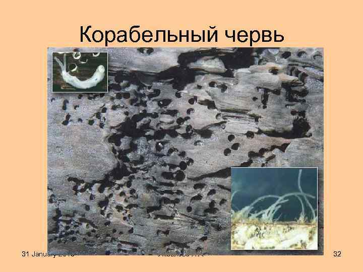 Корабельный червь 31 January 2018 Яковлева Л. А. 32 