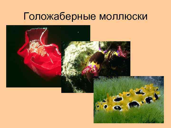 Голожаберные моллюски 33 