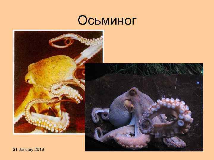 Осьминог 31 January 2018 Яковлева Л. А. 39 