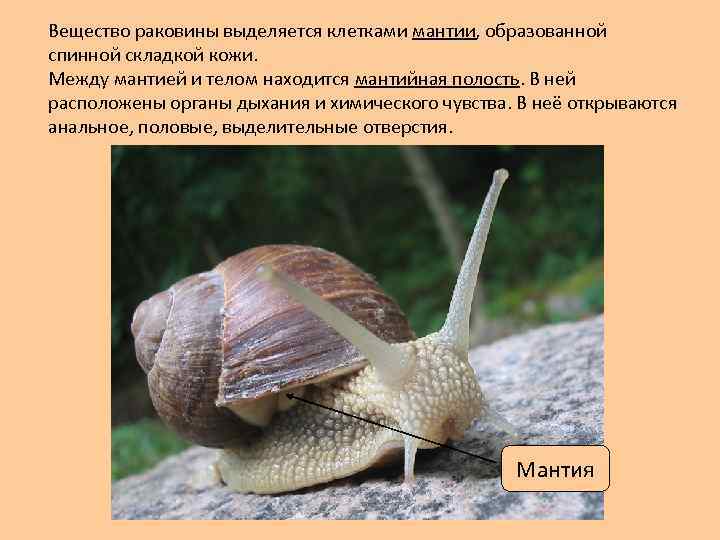 Вещество раковины выделяется клетками мантии, образованной спинной складкой кожи. Между мантией и телом находится