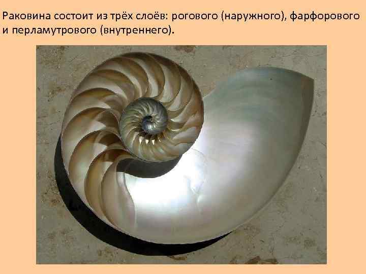 Раковина состоит из трёх слоёв: рогового (наружного), фарфорового и перламутрового (внутреннего). 