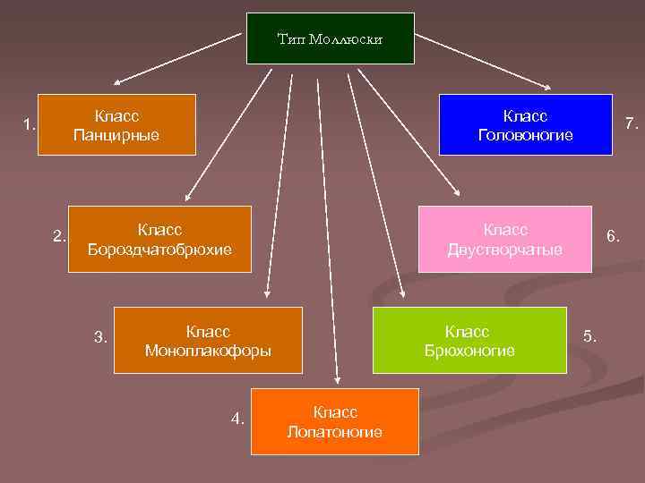 Тип Моллюски Класс Панцирные 1. 2. Класс Головоногие Класс Бороздчатобрюхие 3. Класс Двустворчатые Класс