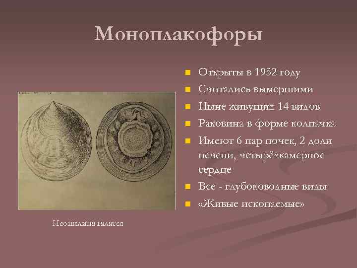 Моноплакофоры n n n n Неопилина галатея Открыты в 1952 году Считались вымершими Ныне