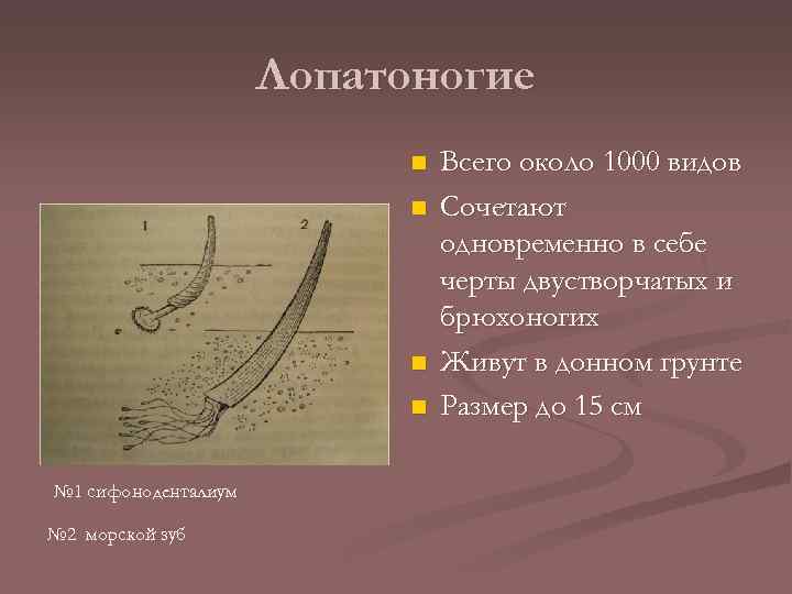 Лопатоногие n n № 1 сифоноденталиум № 2 морской зуб Всего около 1000 видов