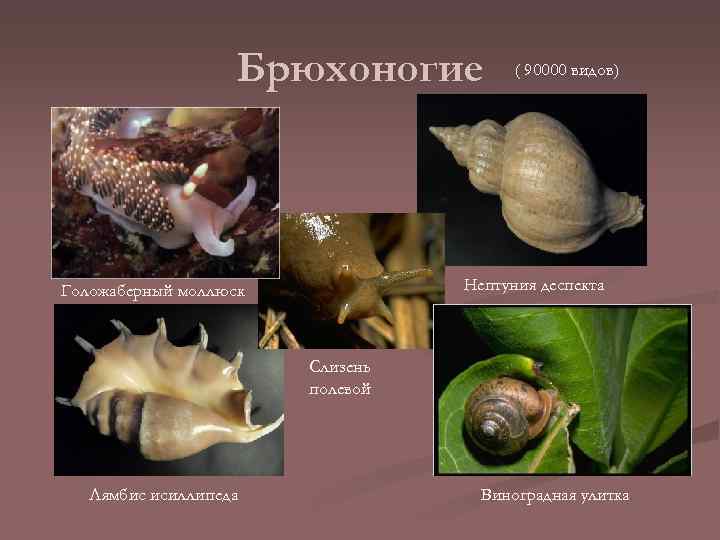 Брюхоногие ( 90000 видов) Нептуния деспекта Голожаберный моллюск Слизень полевой Лямбис исиллипеда Виноградная улитка