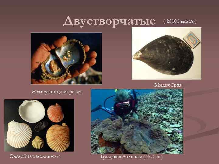 Двустворчатые ( 20000 видов ) Мидия Грэя Жемчужница морская Съедобные моллюски Тридакна большая (