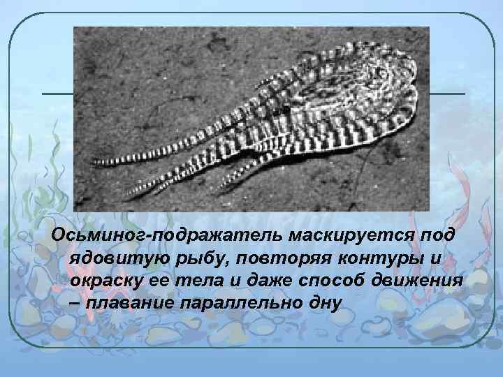 Осьминог-подражатель маскируется под ядовитую рыбу, повторяя контуры и окраску ее тела и даже способ