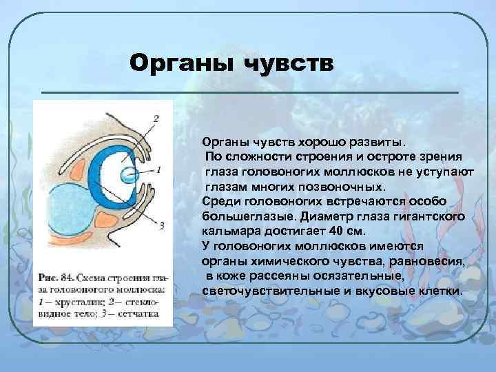 Органы чувств хорошо развиты. По сложности строения и остроте зрения глаза головоногих моллюсков не