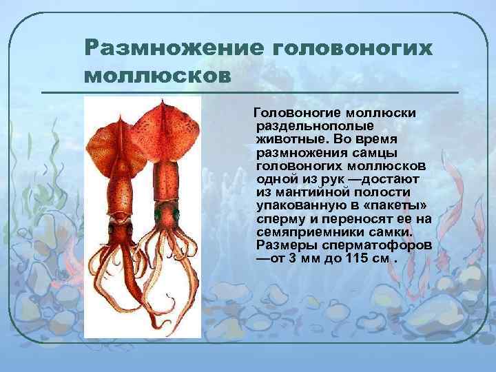 Размножение головоногих моллюсков Головоногие моллюски раздельнополые животные. Во время размножения самцы головоногих моллюсков одной