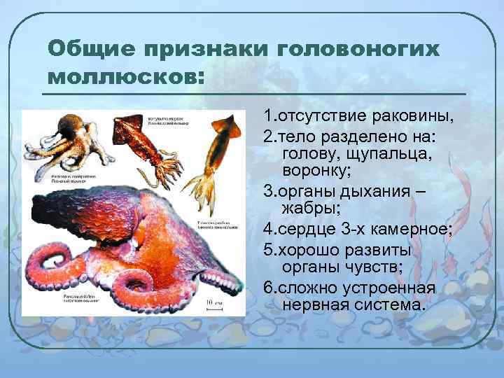 Общие признаки головоногих моллюсков: 1. отсутствие раковины, 2. тело разделено на: голову, щупальца, воронку;