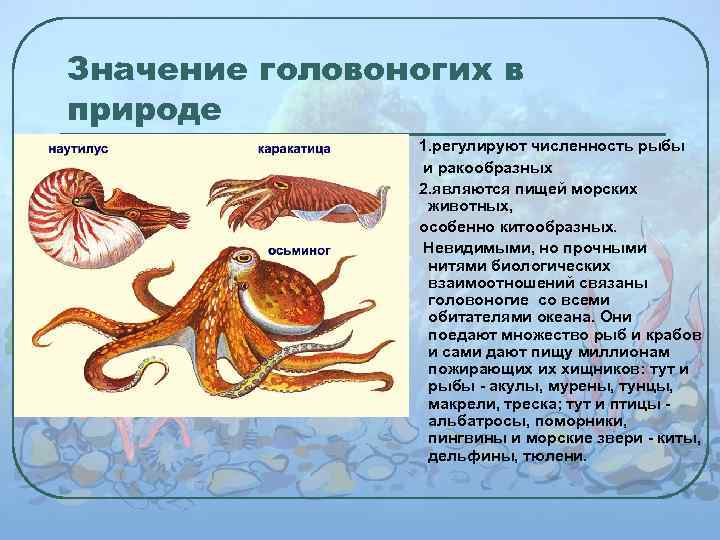 Значение головоногих в природе 1. регулируют численность рыбы и ракообразных 2. являются пищей морских