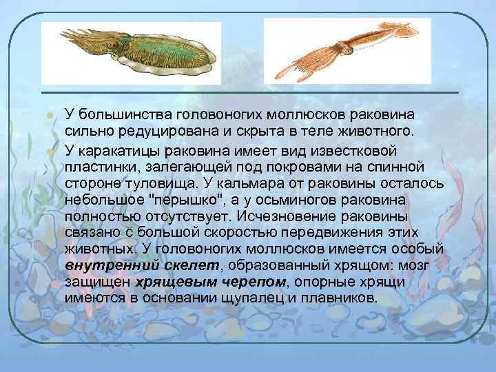 l l У большинства головоногих моллюсков раковина сильно редуцирована и скрыта в теле животного.