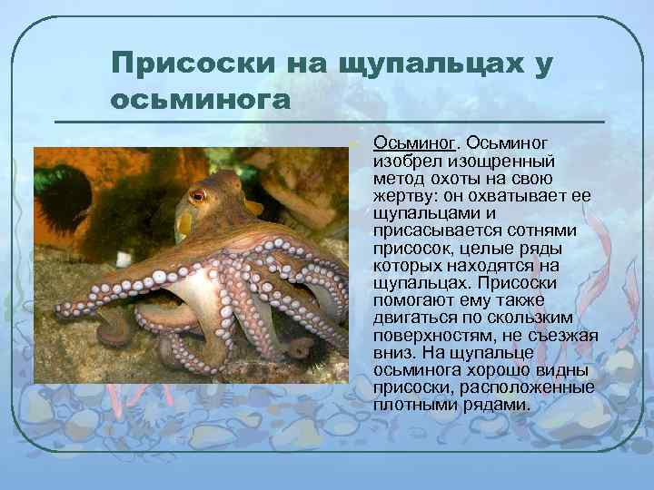 Присоски на щупальцах у осьминога l Осьминог изобрел изощренный метод охоты на свою жертву: