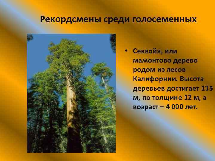 Рекордсмены среди голосеменных • Секвойя, или мамонтово дерево родом из лесов Калифорнии. Высота деревьев