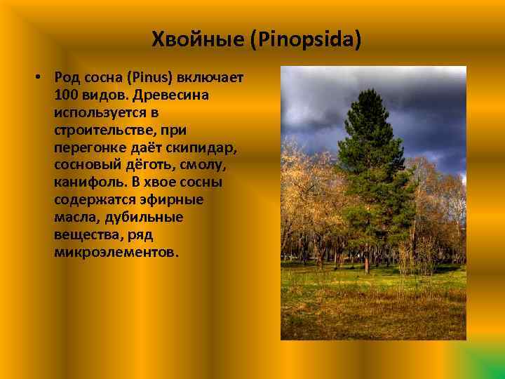 Хвойные (Pinopsida) • Род сосна (Pinus) включает 100 видов. Древесина используется в строительстве, при