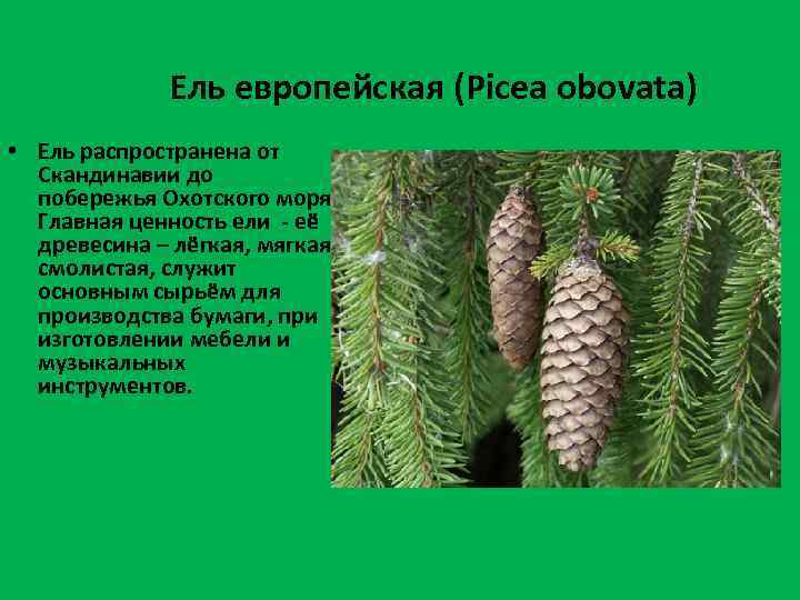 Ель европейская (Picea obovata) • Ель распространена от Скандинавии до побережья Охотского моря. Главная