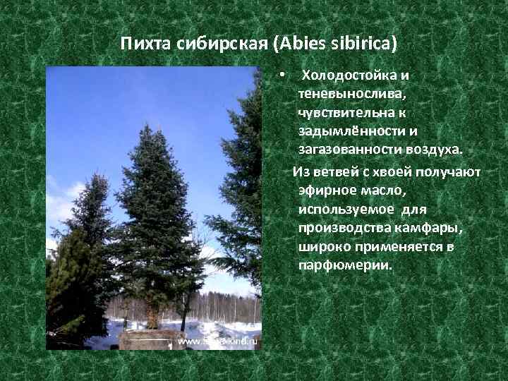 Пихта сибирская (Abies sibirica) • Холодостойка и теневынослива, чувствительна к задымлённости и загазованности воздуха.