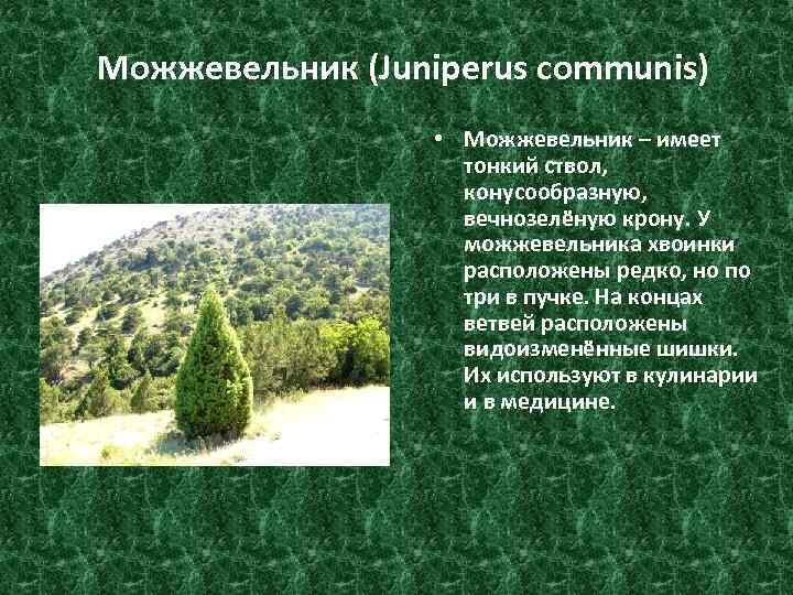 Можжевельник (Juniperus communis) • Можжевельник – имеет тонкий ствол, конусообразную, вечнозелёную крону. У можжевельника