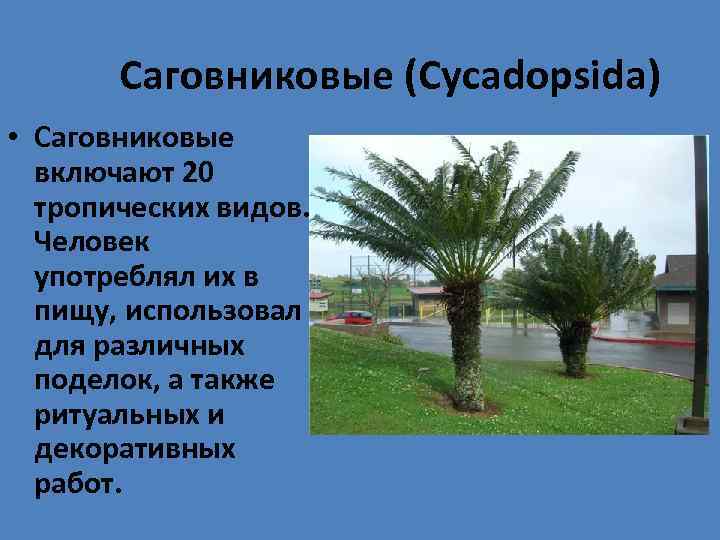 Саговниковые (Cycadopsida) • Саговниковые включают 20 тропических видов. Человек употреблял их в пищу, использовал