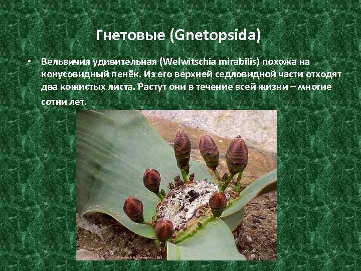 Гнетовые (Gnetopsida) • Вельвичия удивительная (Welwitschia mirabilis) похожа на конусовидный пенёк. Из его верхней