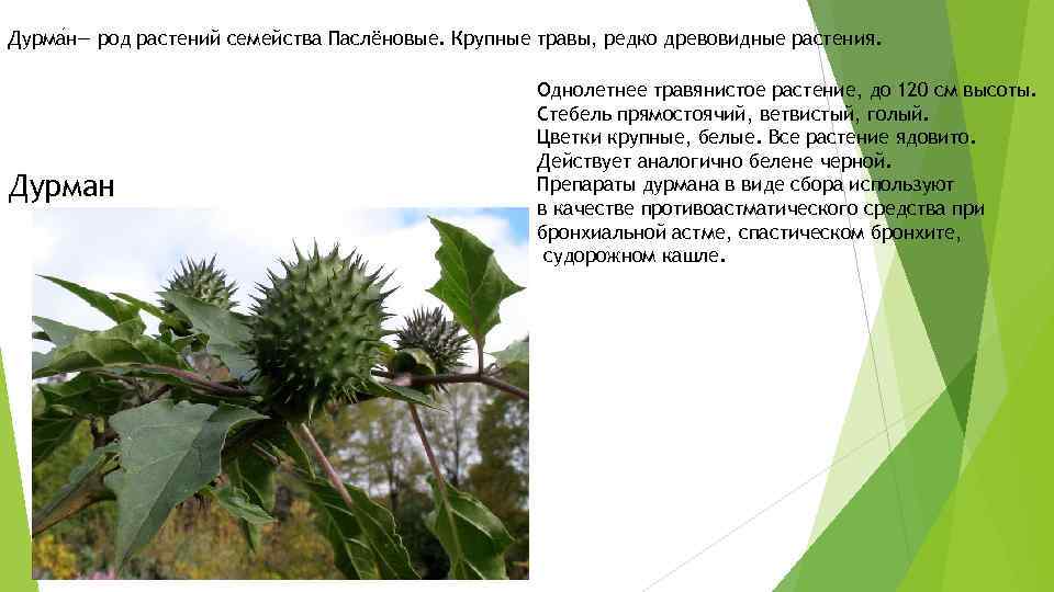 Дурма н— род растений семейства Паслёновые. Крупные травы, редко древовидные растения. Дурман Однолетнее травянистое