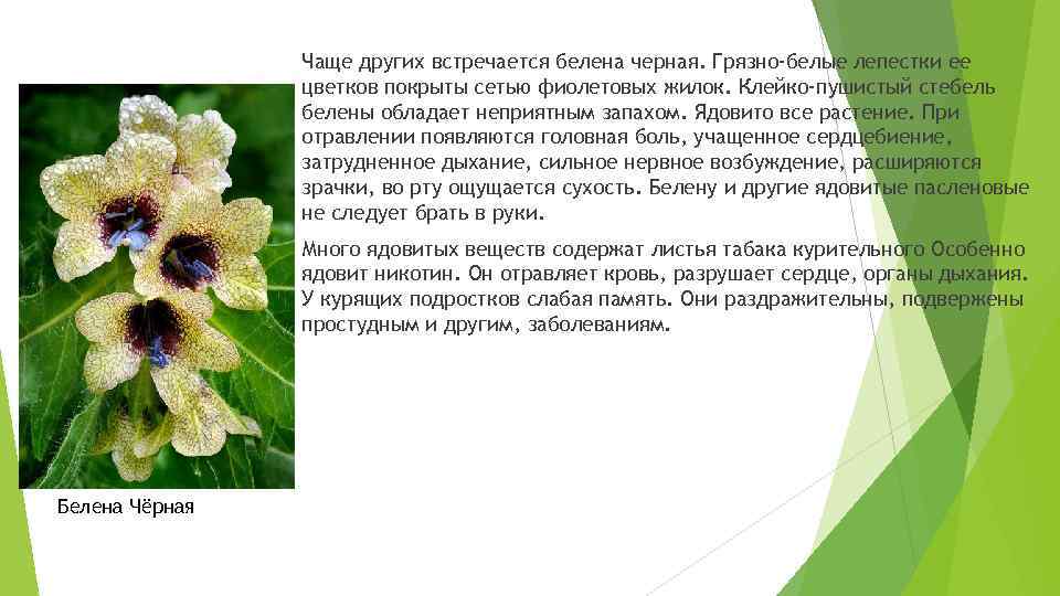 Чаще других встречается белена черная. Грязно-белые лепестки ее цветков покрыты сетью фиолетовых жилок. Клейко-пушистый