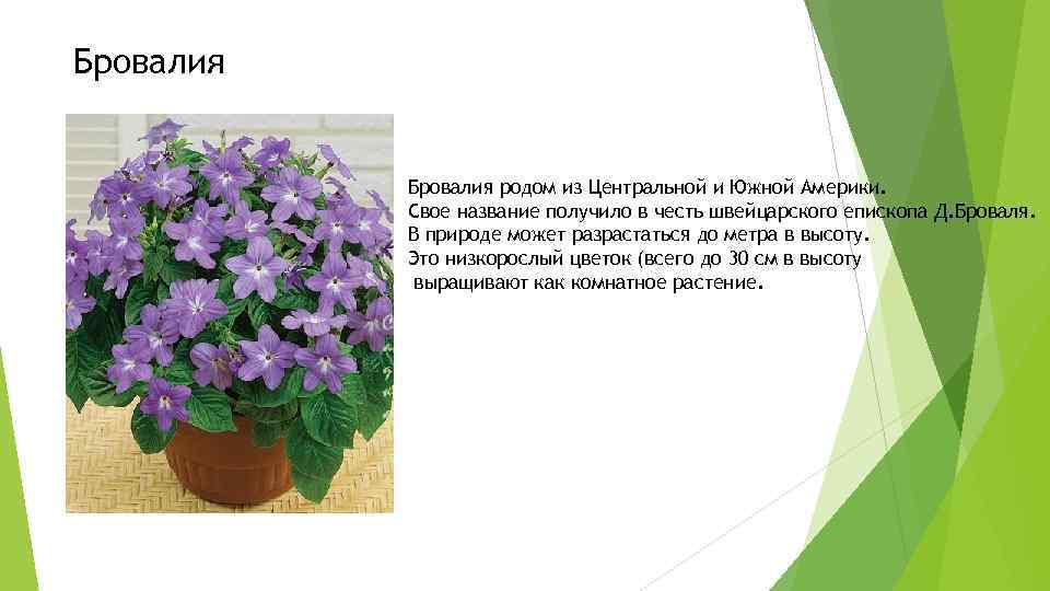 Бровалия родом из Центральной и Южной Америки. Свое название получило в честь швейцарского епископа