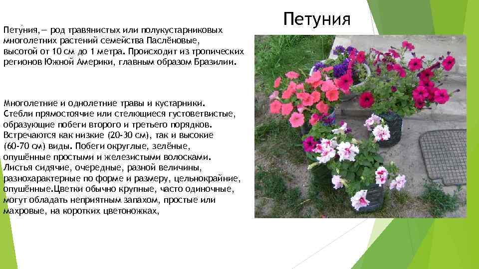 Пету ния, — род травянистых или полукустарниковых многолетних растений семейства Паслёновые, высотой от 10