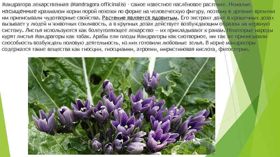 Мандрагора лекарственная (Mandragora officinalis) – самое известное паслёновое растение. Немалые, насыщенные крахмалом корни порой