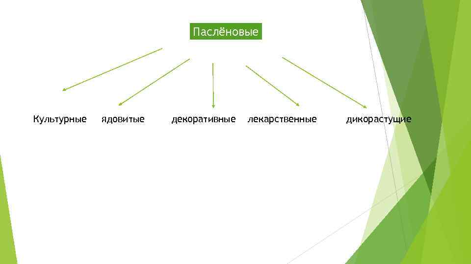 Паслёновые Культурные ядовитые декоративные лекарственные дикорастущие 