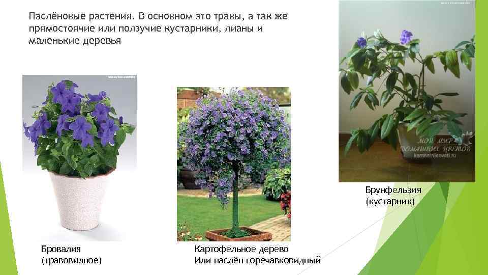 Паслёновые растения. В основном это травы, а так же прямостоячие или ползучие кустарники, лианы