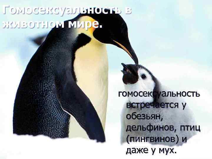 Гомосексуальность в животном мире. гомосексуальность встречается у обезьян, дельфинов, птиц (пингвинов) и даже у