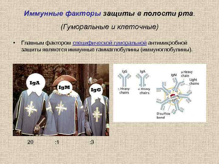 Иммунные факторы защиты в полости рта. (Гуморальные и клеточные) • Главным фактором специфической гуморальной