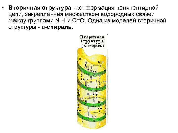  • Вторичная структура - конформация полипептидной цепи, закрепленная множеством водородных связей между группами