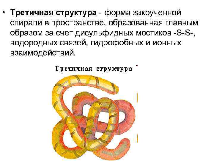 • Третичная структура - форма закрученной спирали в пространстве, образованная главным образом за