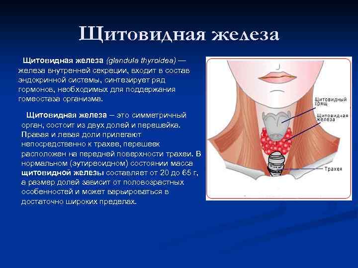 Щитовидная железа (glandula thyroidea) — железа внутренней секреции, входит в состав эндокринной системы, синтезирует