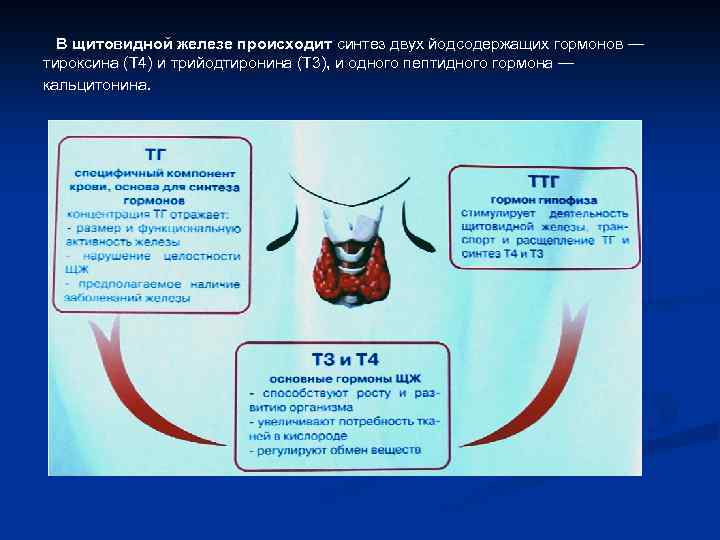  В щитовидной железе происходит синтез двух йодсодержащих гормонов — тироксина (T 4) и