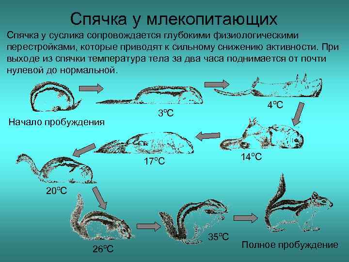 Температура тела животного млекопитающего. Виды спячек у животных. Разновидности спячки млекопитающих. Спячка млекопитающих примеры.