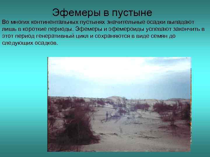 Эфемеры в пустыне Во многих континентальных пустынях значительные осадки выпадают лишь в короткие периоды.