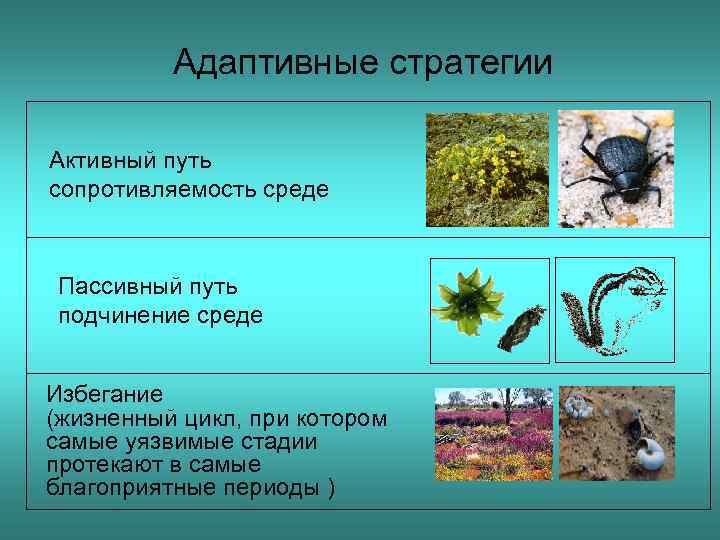 Активный путь. Активный путь адаптации примеры. Пассивный и активный путь адаптации. Примеры пассивной и активной адаптации. Пассивный путь примеры.