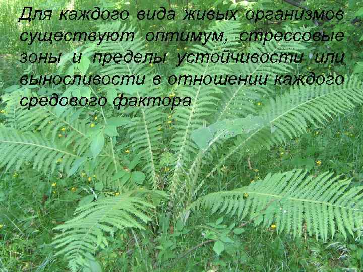 Для каждого вида живых организмов существуют оптимум, стрессовые зоны и пределы устойчивости или •