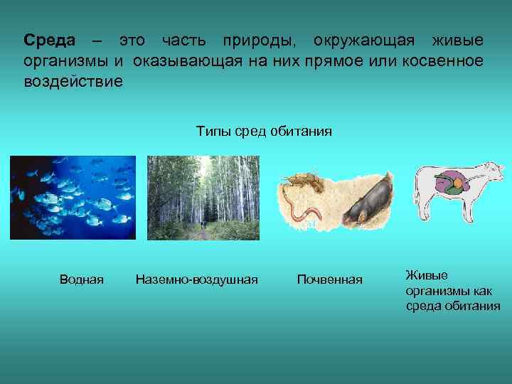 Вода среда обитания живых организмов