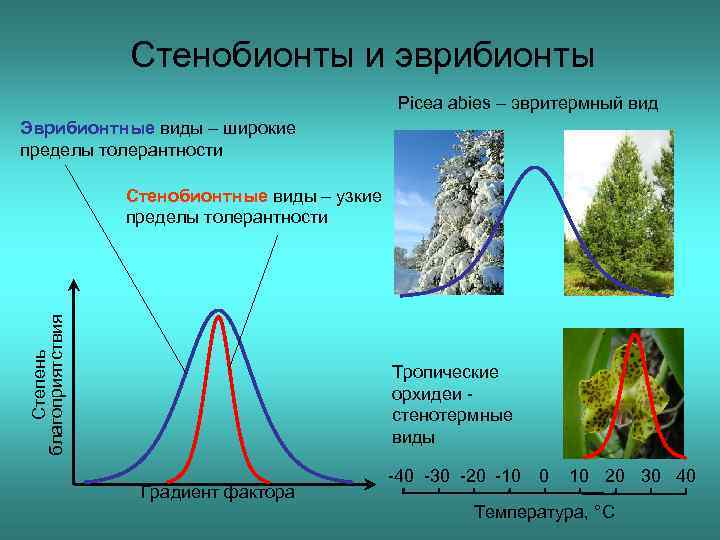 Стенобионты и эврибионты Picea abies – эвритермный вид Эврибионтные виды – широкие пределы толерантности