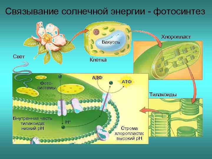 Схема фотосинтеза в хлоропласте