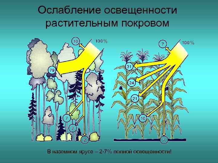 Ослабление освещенности растительным покровом В наземном ярусе – 2 -7% полной освещенности! 