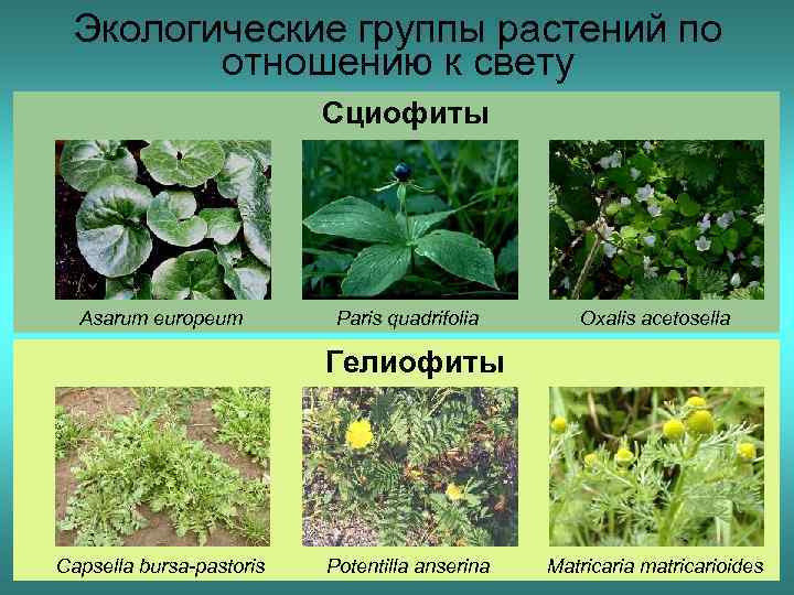 Какие есть экологические группы. Копытень гелиофит. Светолюбивые гелиофиты. Факультативные гелиофиты растения. Экологические группы растений по отношению к свету.